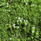 百里香 White Flowering Creeping Thyme