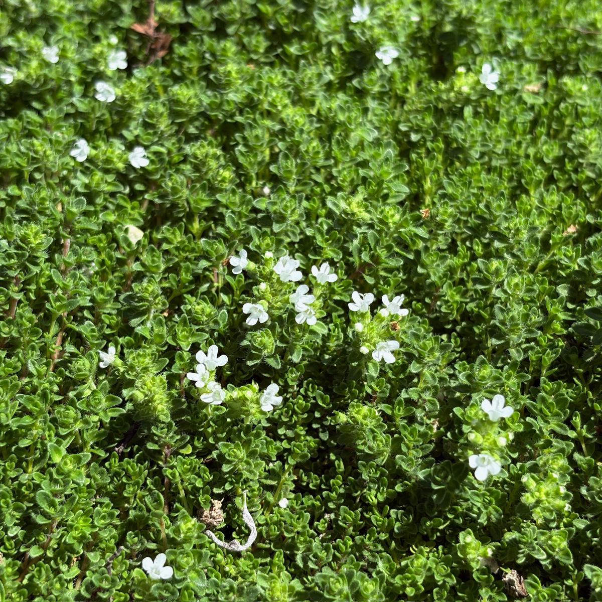 百里香 White Flowering Creeping Thyme