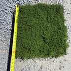 百里香 White Flowering Creeping Thyme