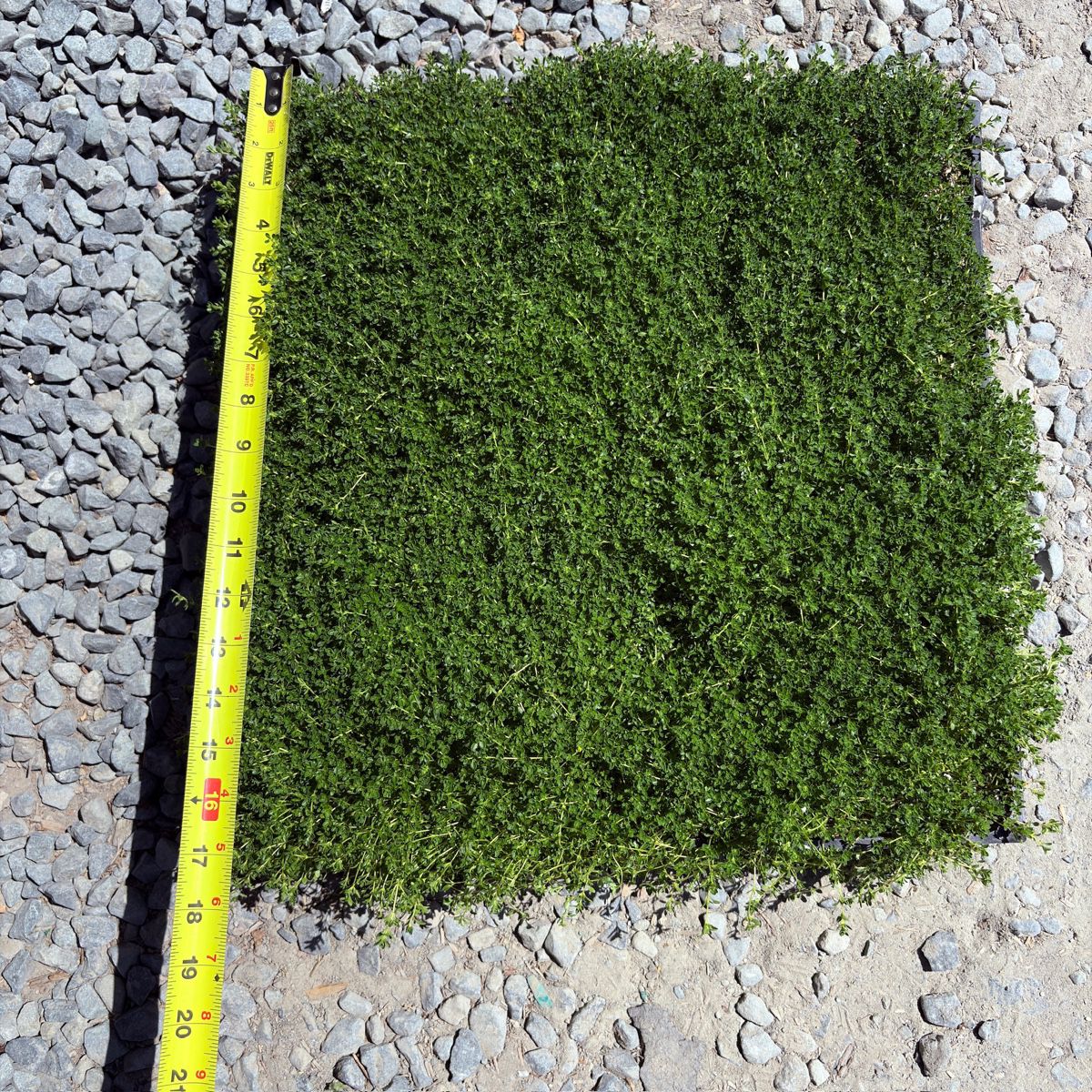 百里香 White Flowering Creeping Thyme