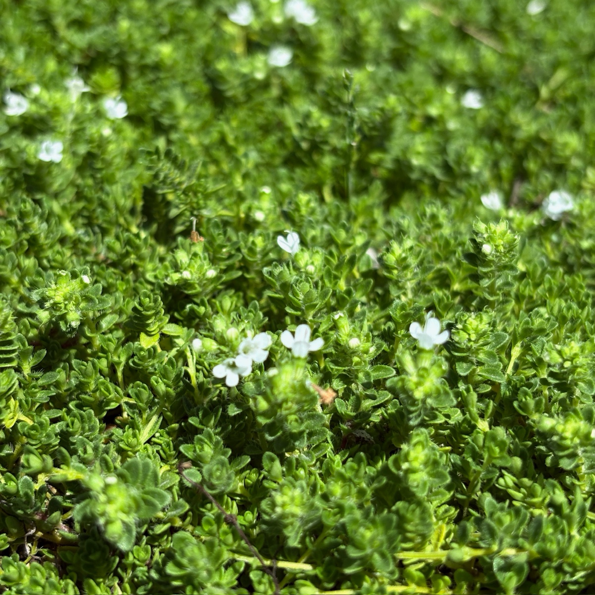 百里香 White Flowering Creeping Thyme