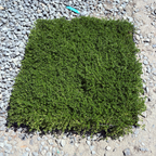 百里香 White Flowering Creeping Thyme