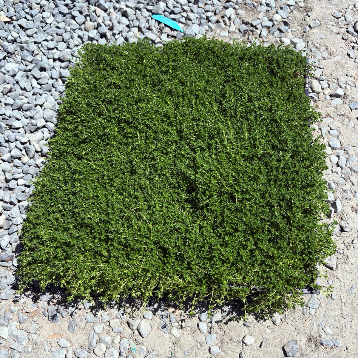 百里香 White Flowering Creeping Thyme