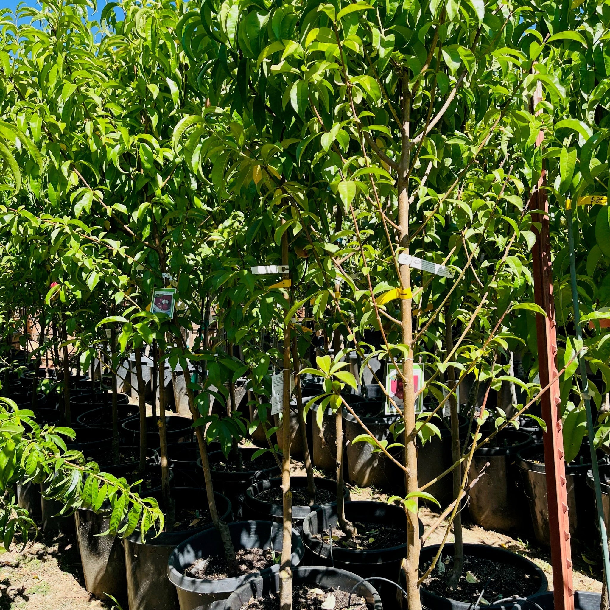 白桃-白丽桃 White Lady White Peach