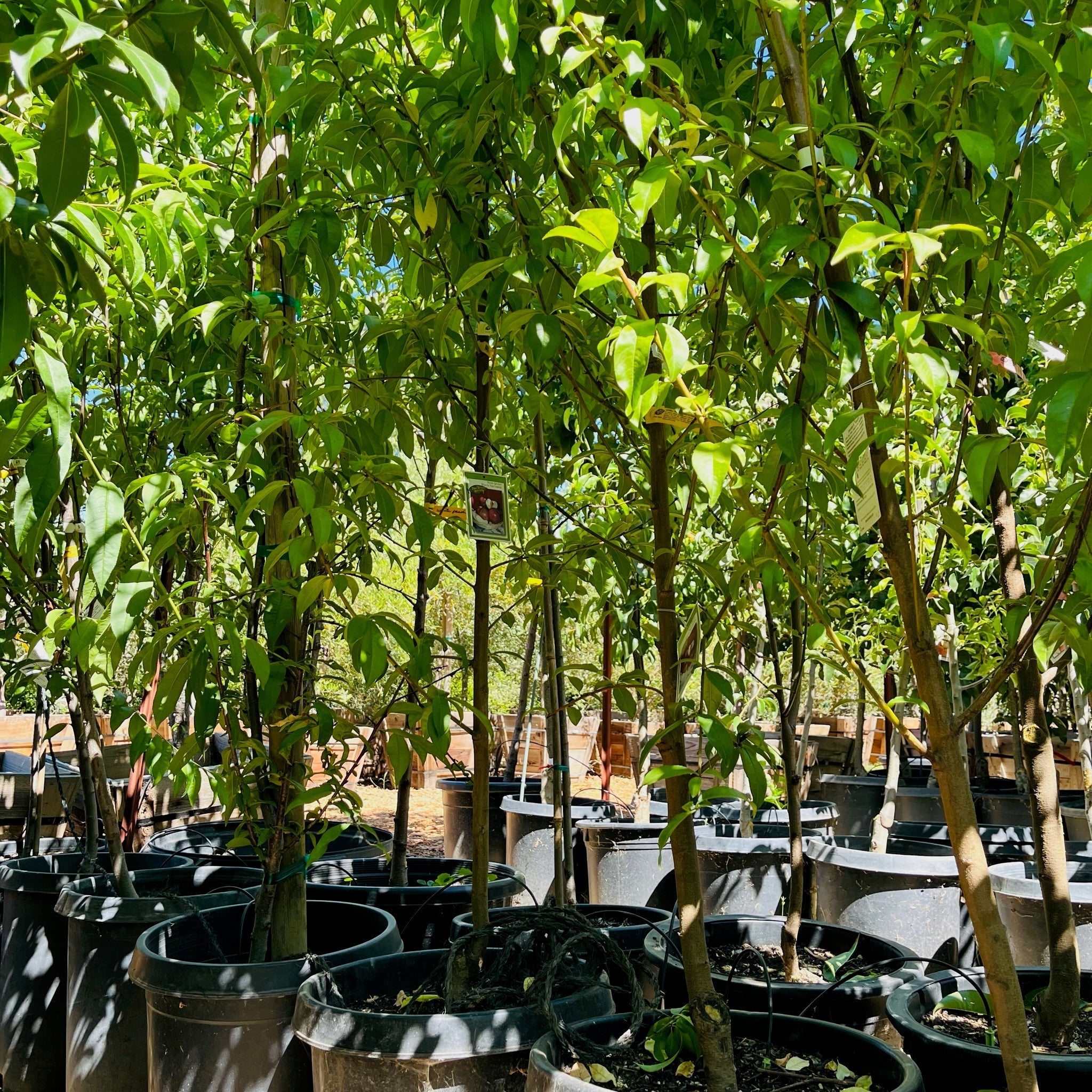 白桃-白丽桃 White Lady White Peach