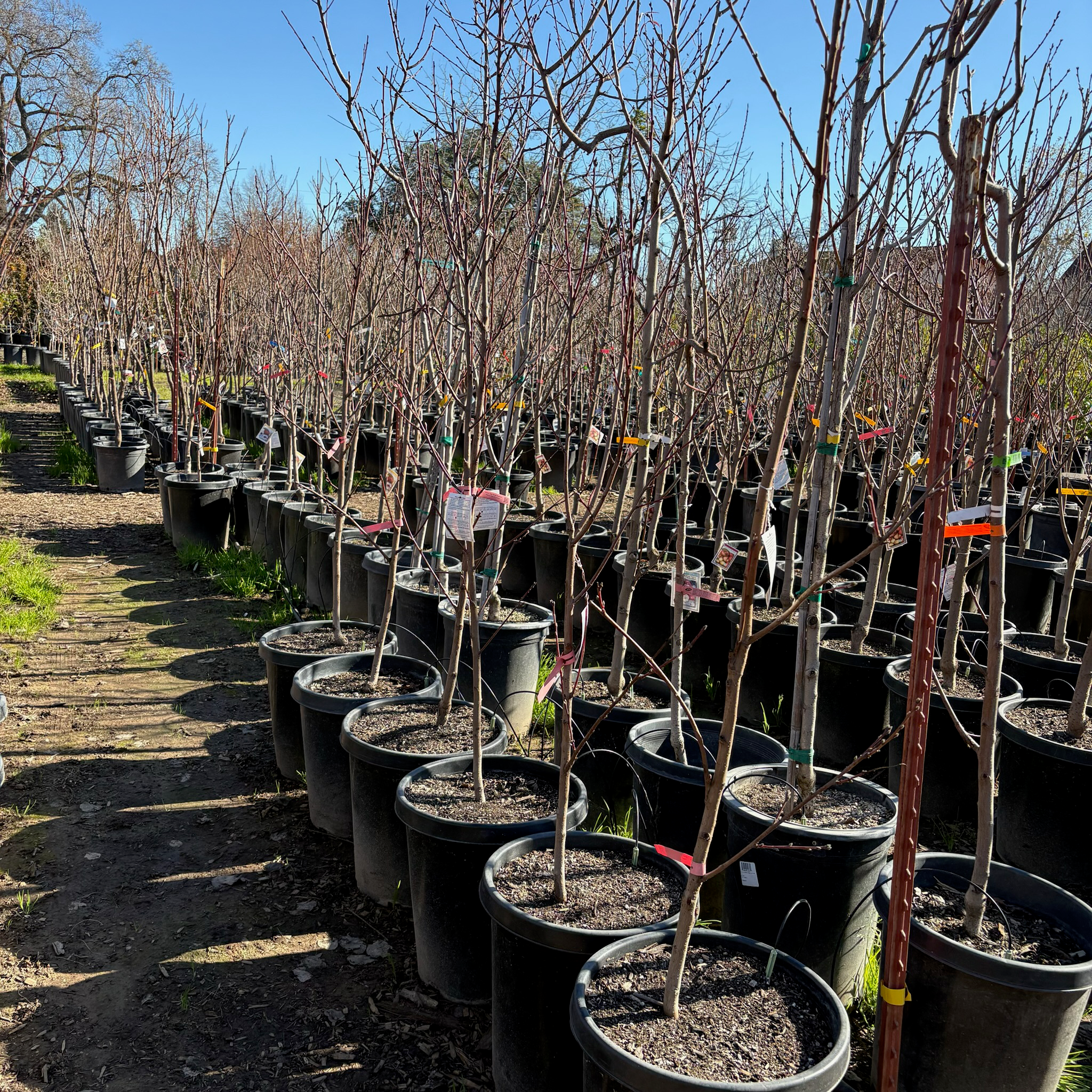 白桃-白丽桃 White Lady White Peach