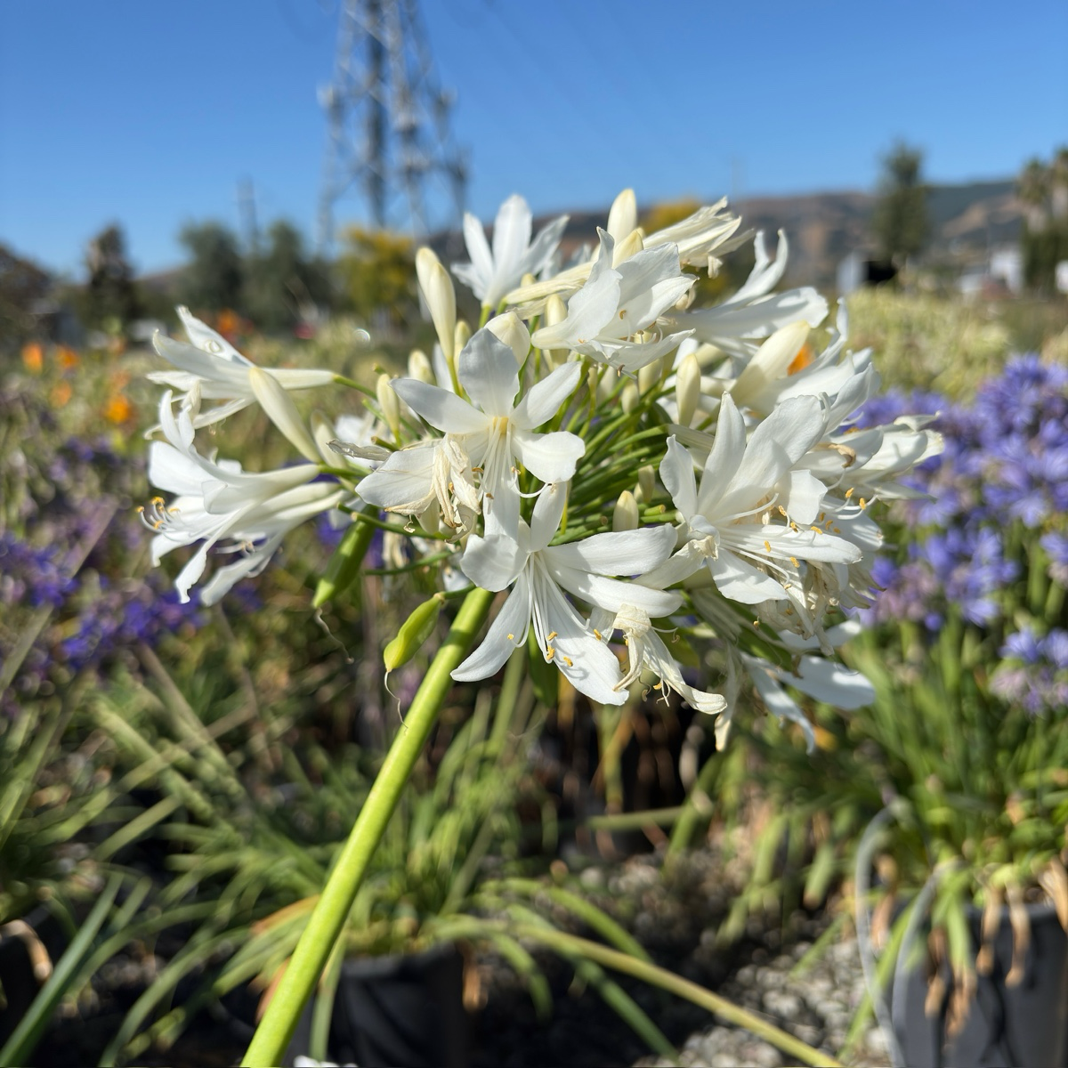 百子莲 White Lily of the Nile