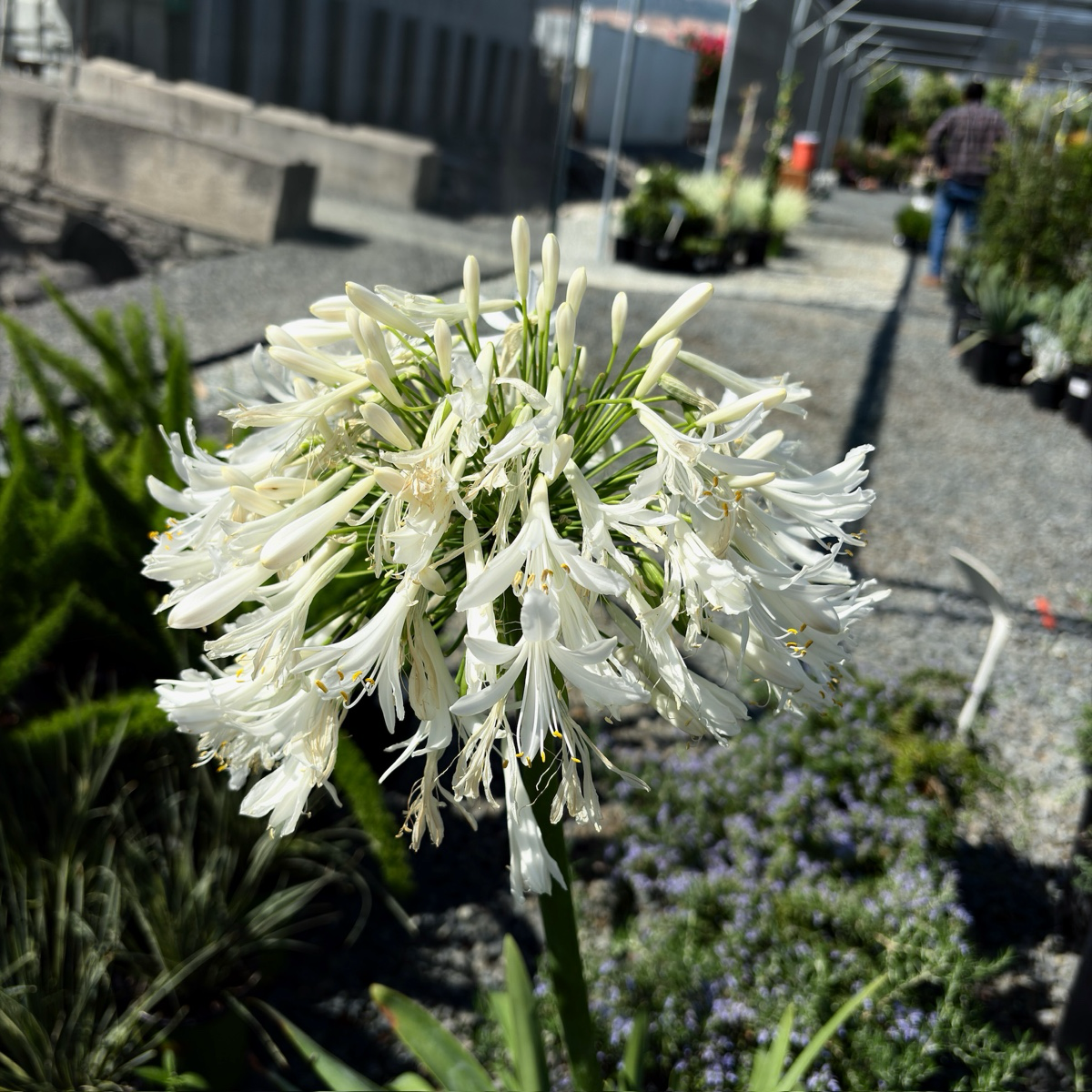百子莲 White Lily of the Nile