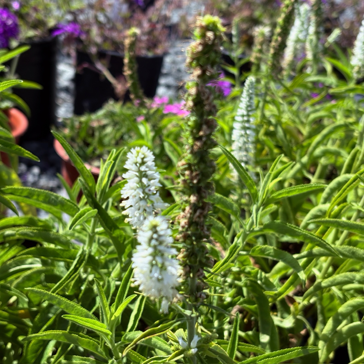 婆婆纳 White  Moody Blues® Speedwell