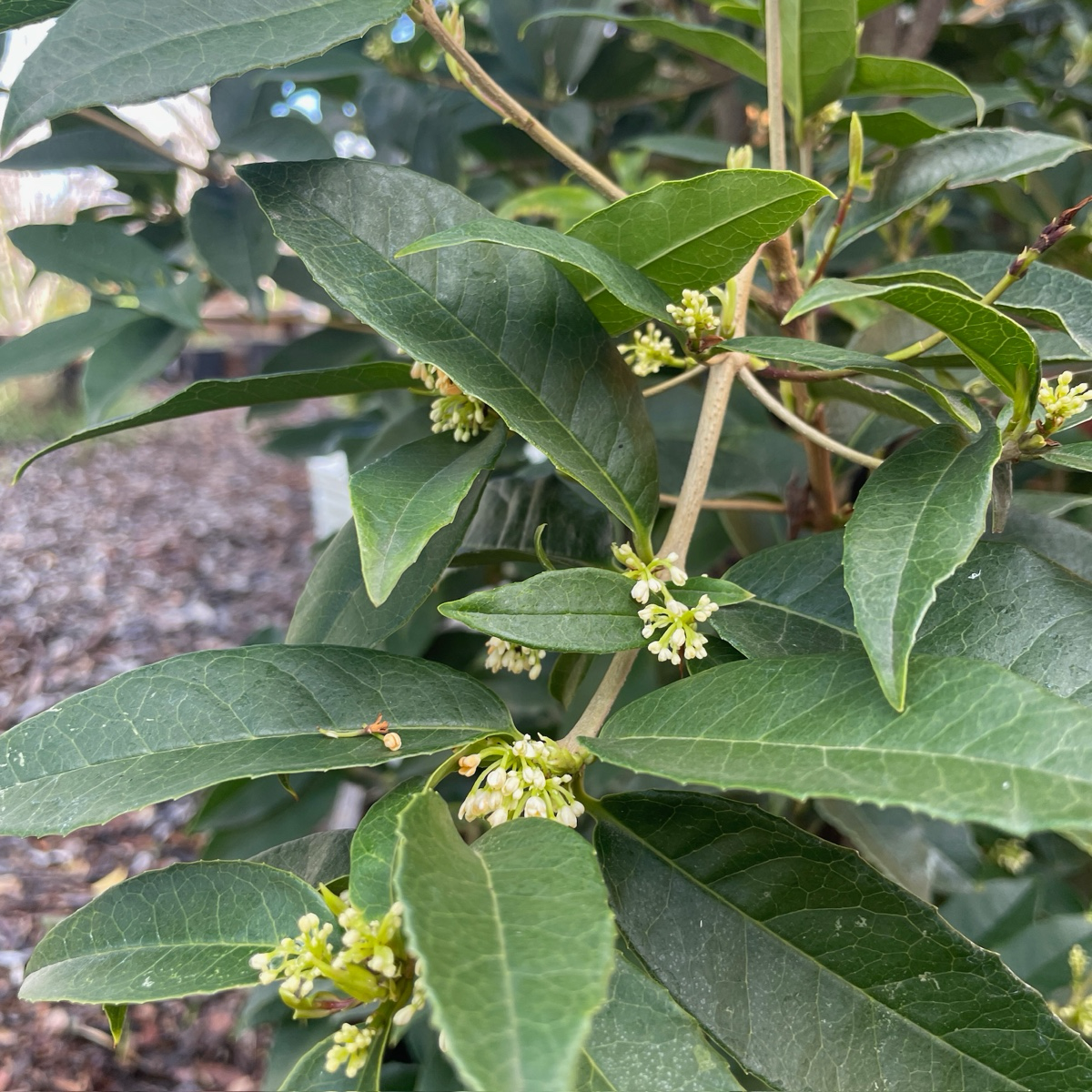 四季桂/银桂 White Osmanthus