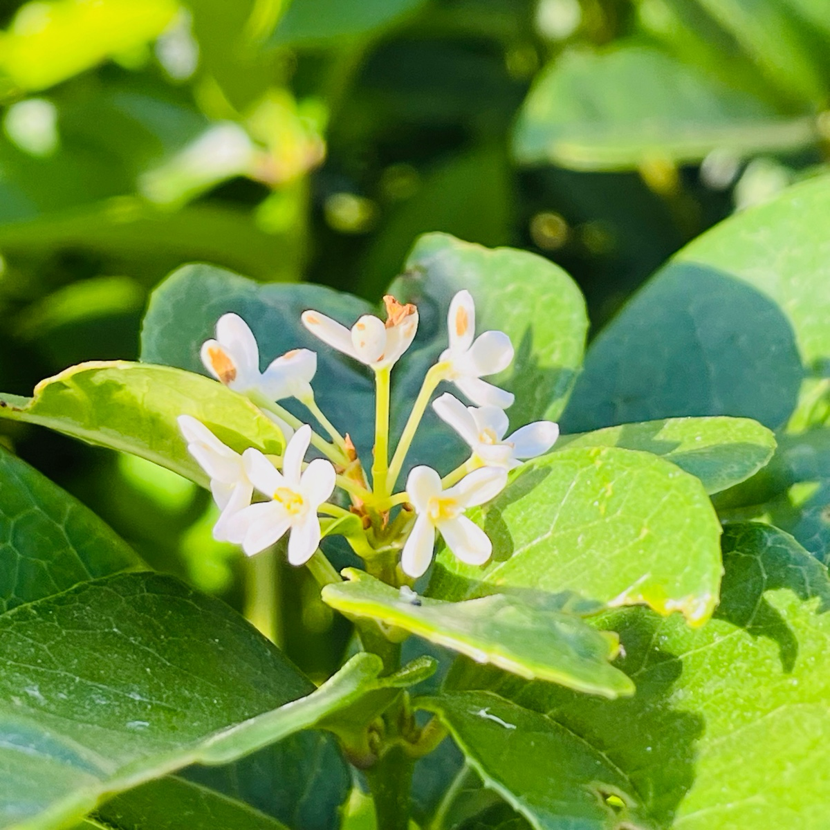 四季桂/银桂 White Osmanthus