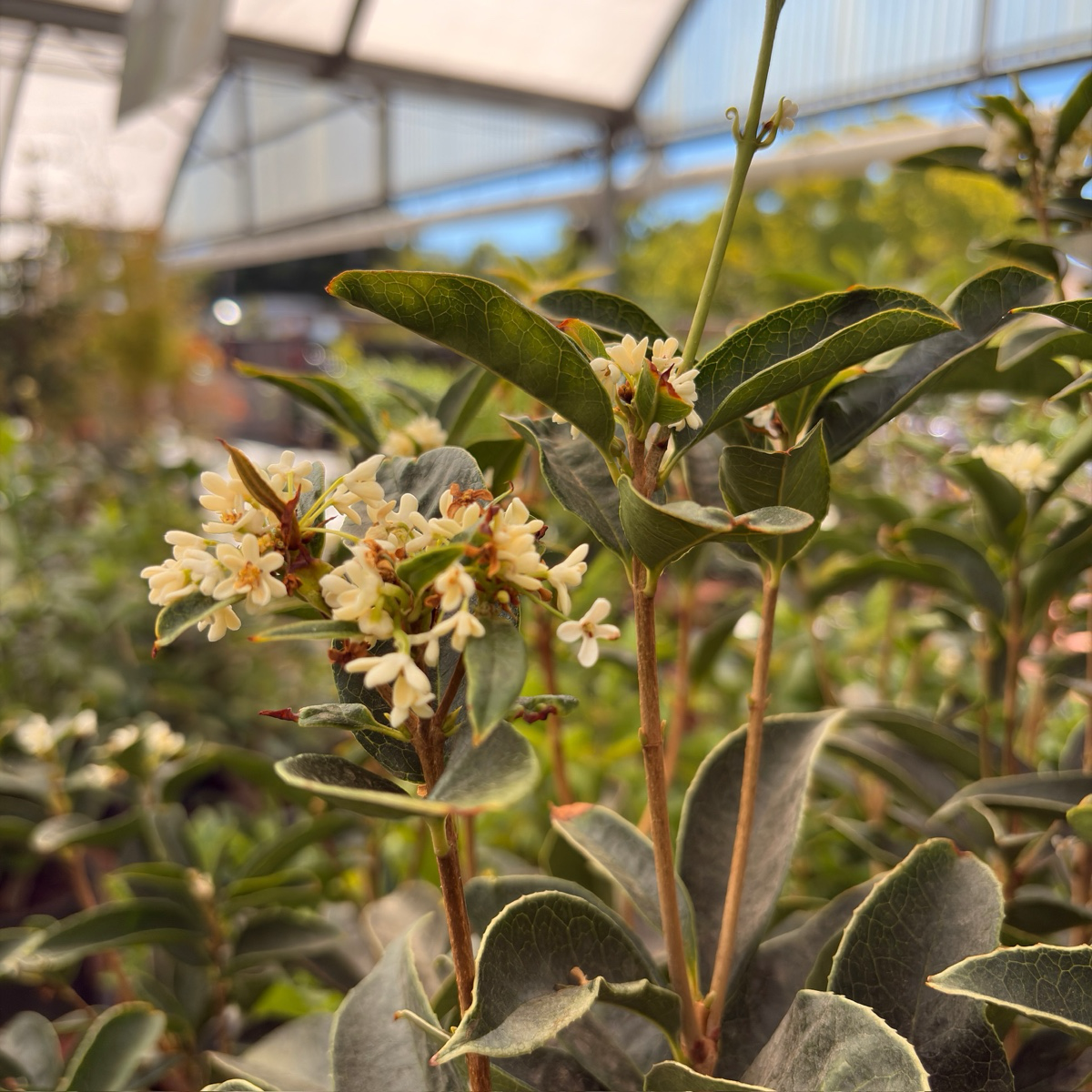 四季桂/银桂 White Osmanthus