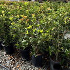 四季桂/银桂 White Osmanthus
