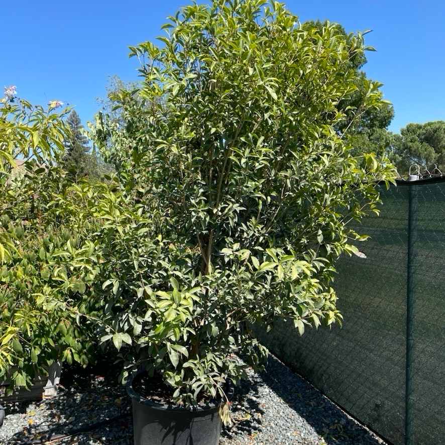 四季桂/银桂 White Osmanthus