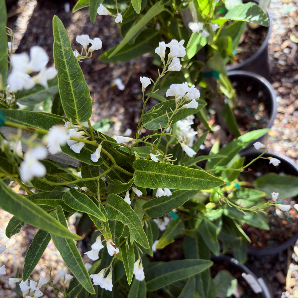 紫珊豆 White Out Lilac Vine