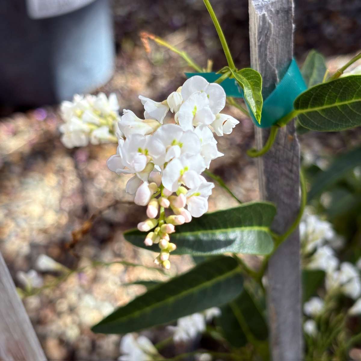 紫珊豆 White Out Lilac Vine