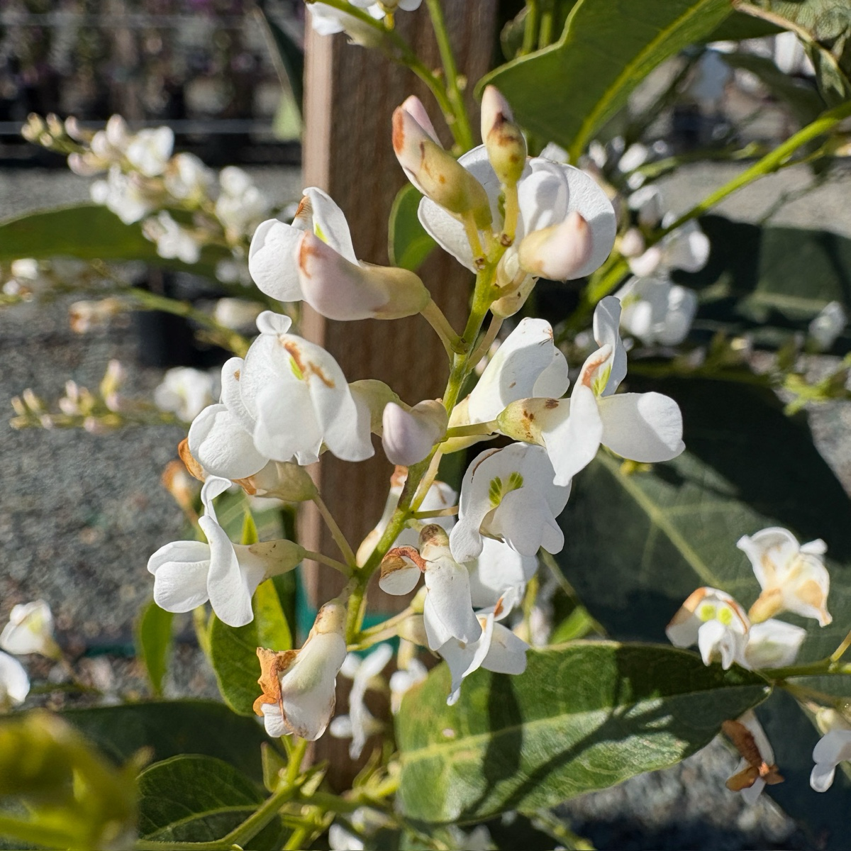 紫珊豆 White Out Lilac Vine