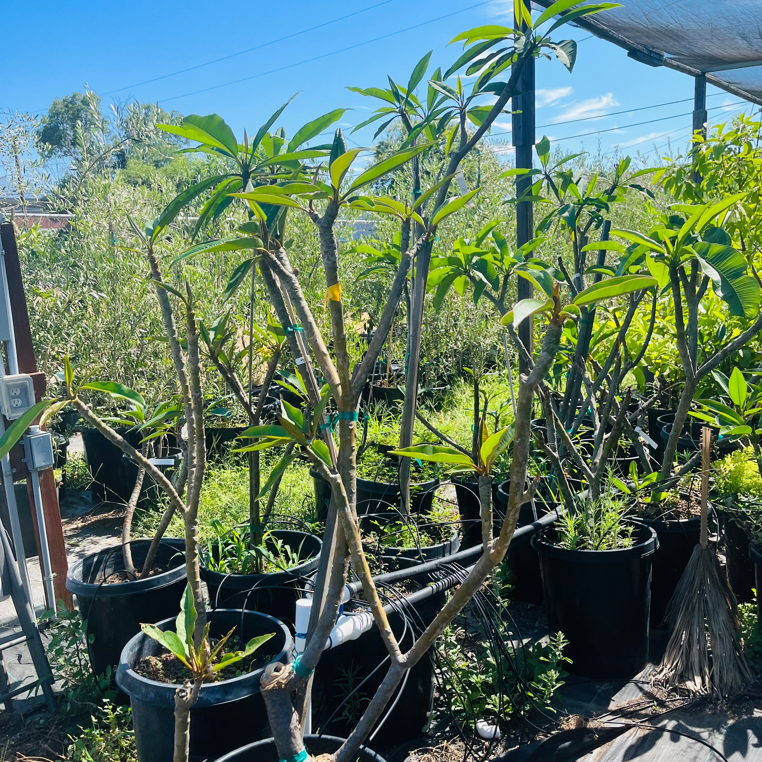 白色鸡蛋花 White Yellow  Plumeria