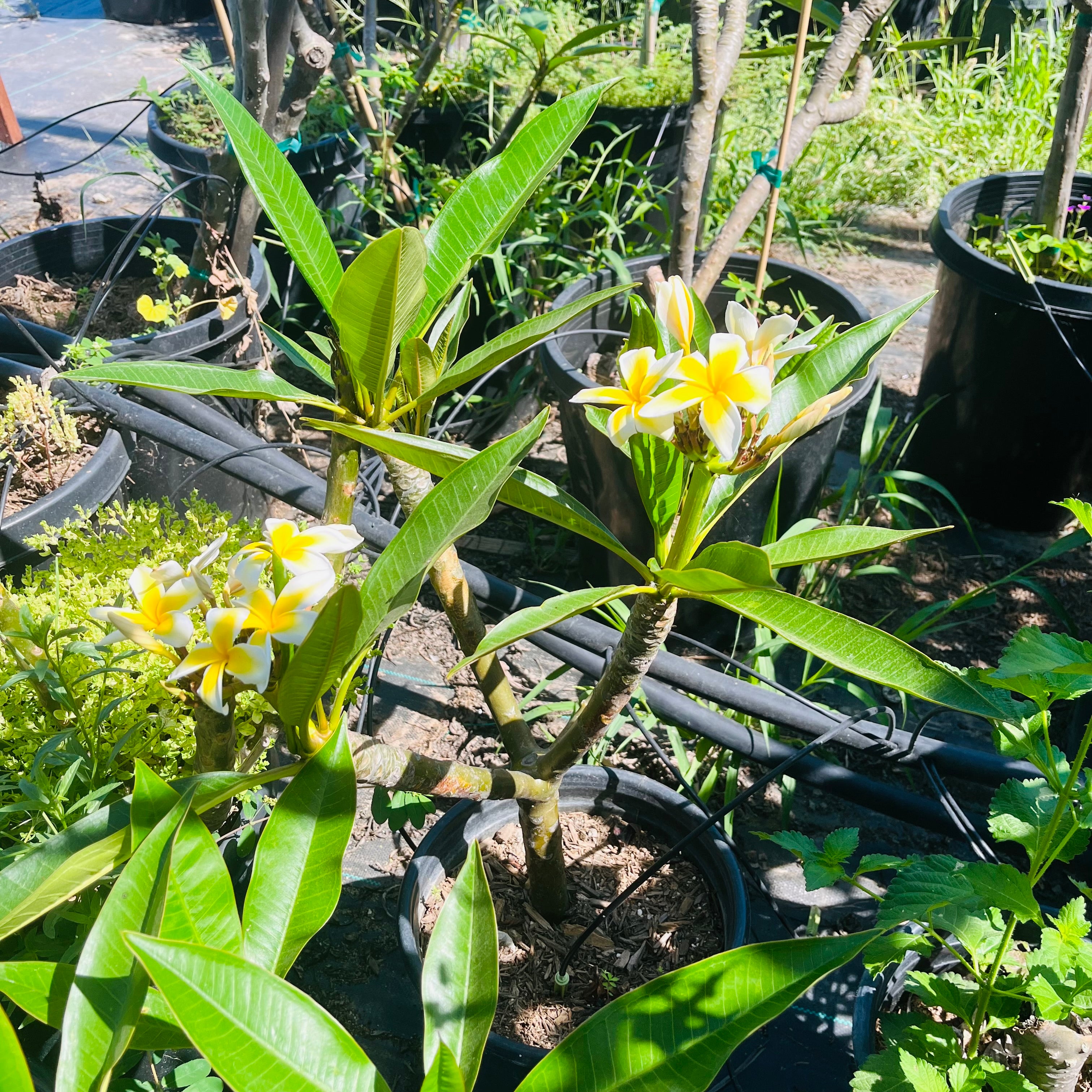 白色鸡蛋花 White Yellow  Plumeria