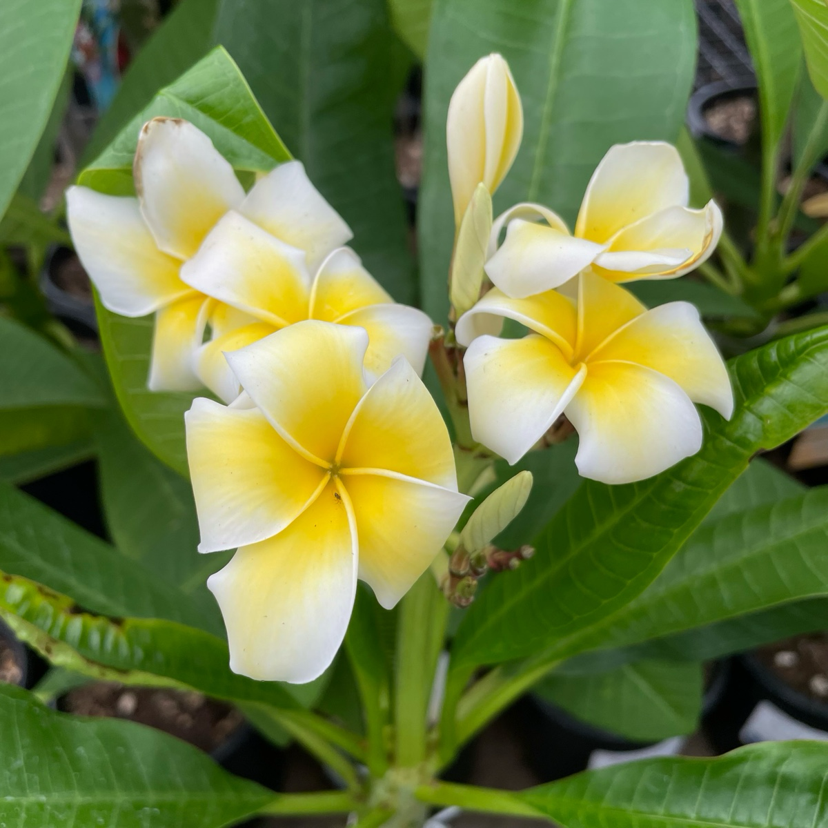白色鸡蛋花 White Yellow  Plumeria