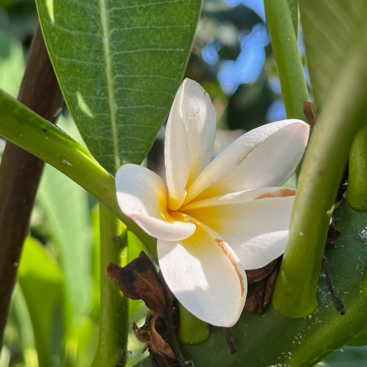 白色鸡蛋花 White Yellow  Plumeria