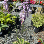 玉簪 Wide Brim Plantam Lily