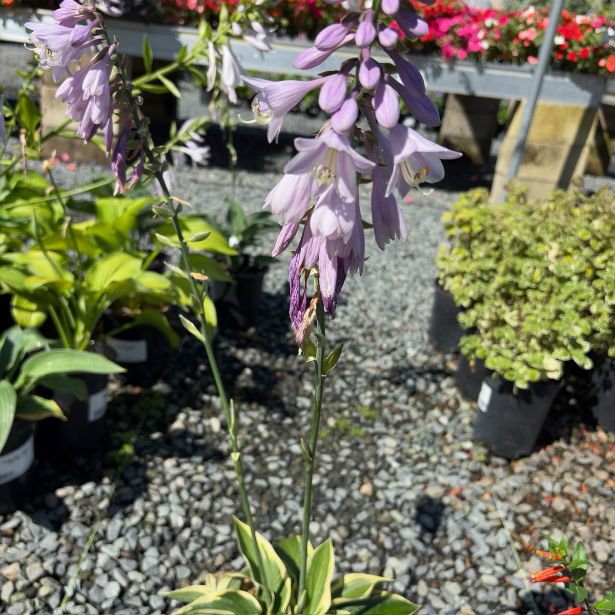 玉簪 Wide Brim Plantam Lily