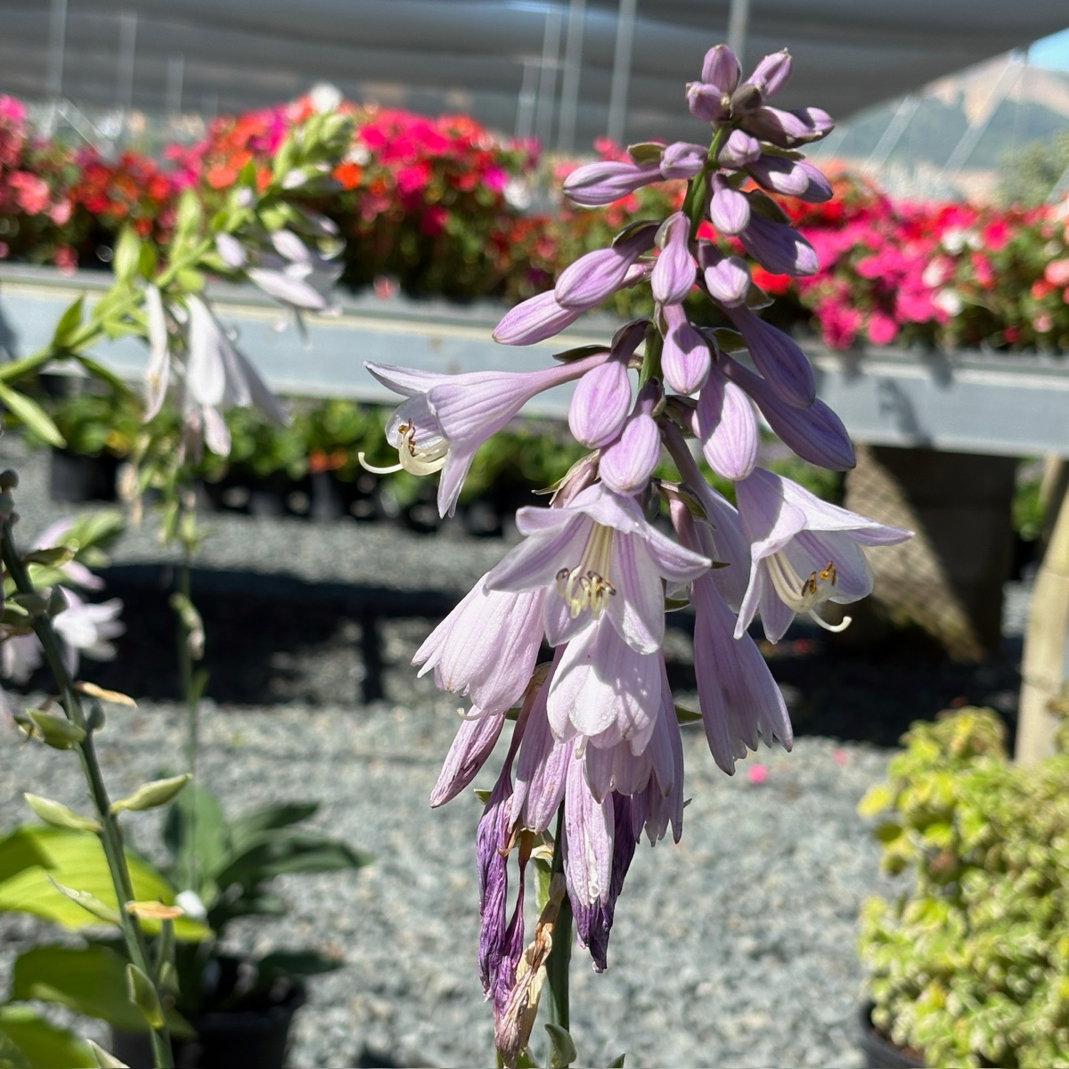 玉簪 Wide Brim Plantam Lily