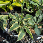 玉簪 Wide Brim Plantam Lily