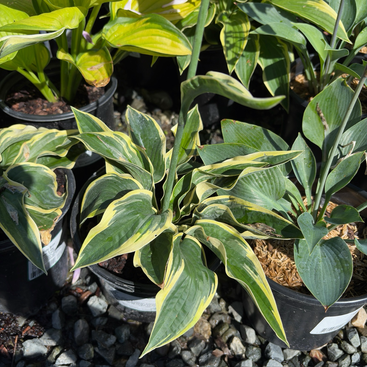 玉簪 Wide Brim Plantam Lily