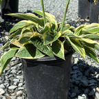 玉簪 Wide Brim Plantam Lily