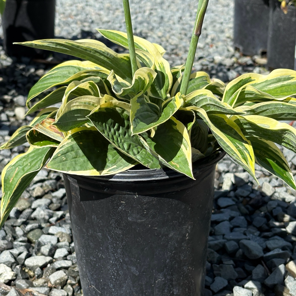 玉簪 Wide Brim Plantam Lily