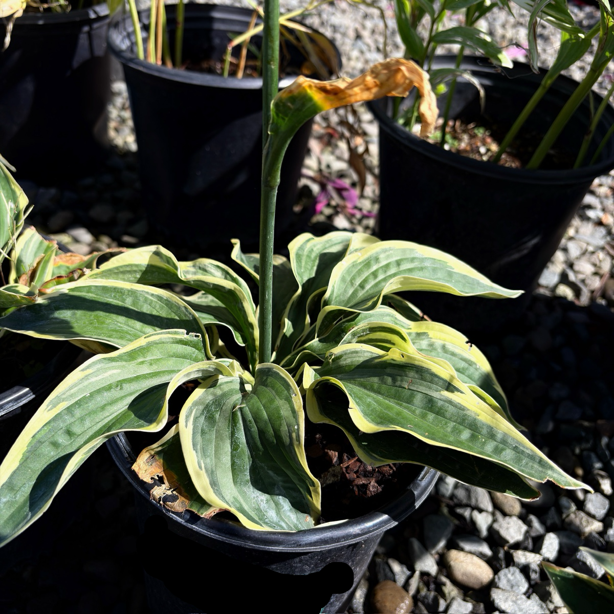 玉簪 Wide Brim Plantam Lily