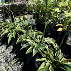 玉簪 Wide Brim Plantam Lily
