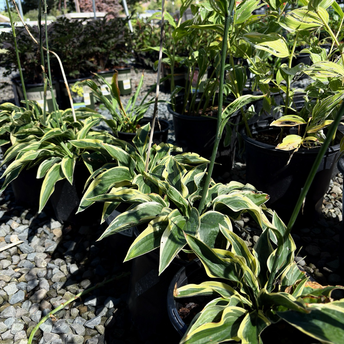 玉簪 Wide Brim Plantam Lily