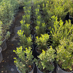 黄杨 Winter Gem Boxwood