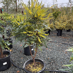 十大功劳 Winter Sun Hybrid Mahonia