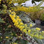 十大功劳 Winter Sun Hybrid Mahonia