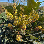 十大功劳 Winter Sun Hybrid Mahonia