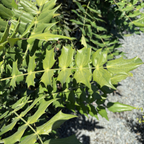 十大功劳 Winter Sun Hybrid Mahonia