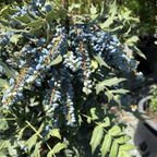 十大功劳 Winter Sun Hybrid Mahonia