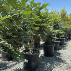 十大功劳 Winter Sun Hybrid Mahonia