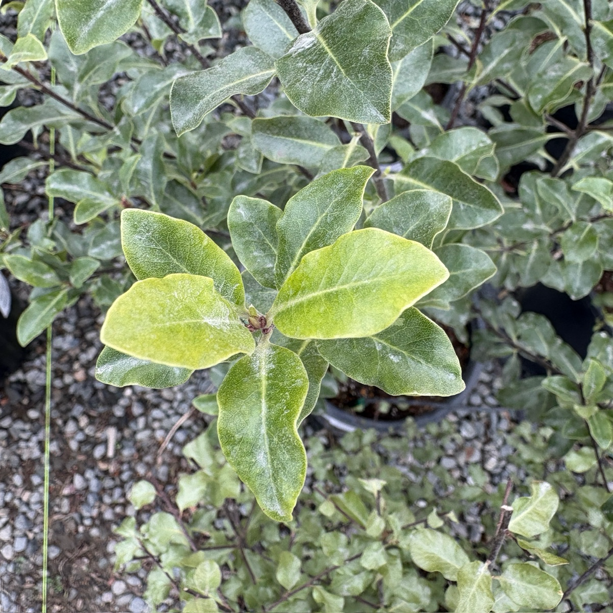 蓝皱海桐 Wrinkled Blue Kohuhu