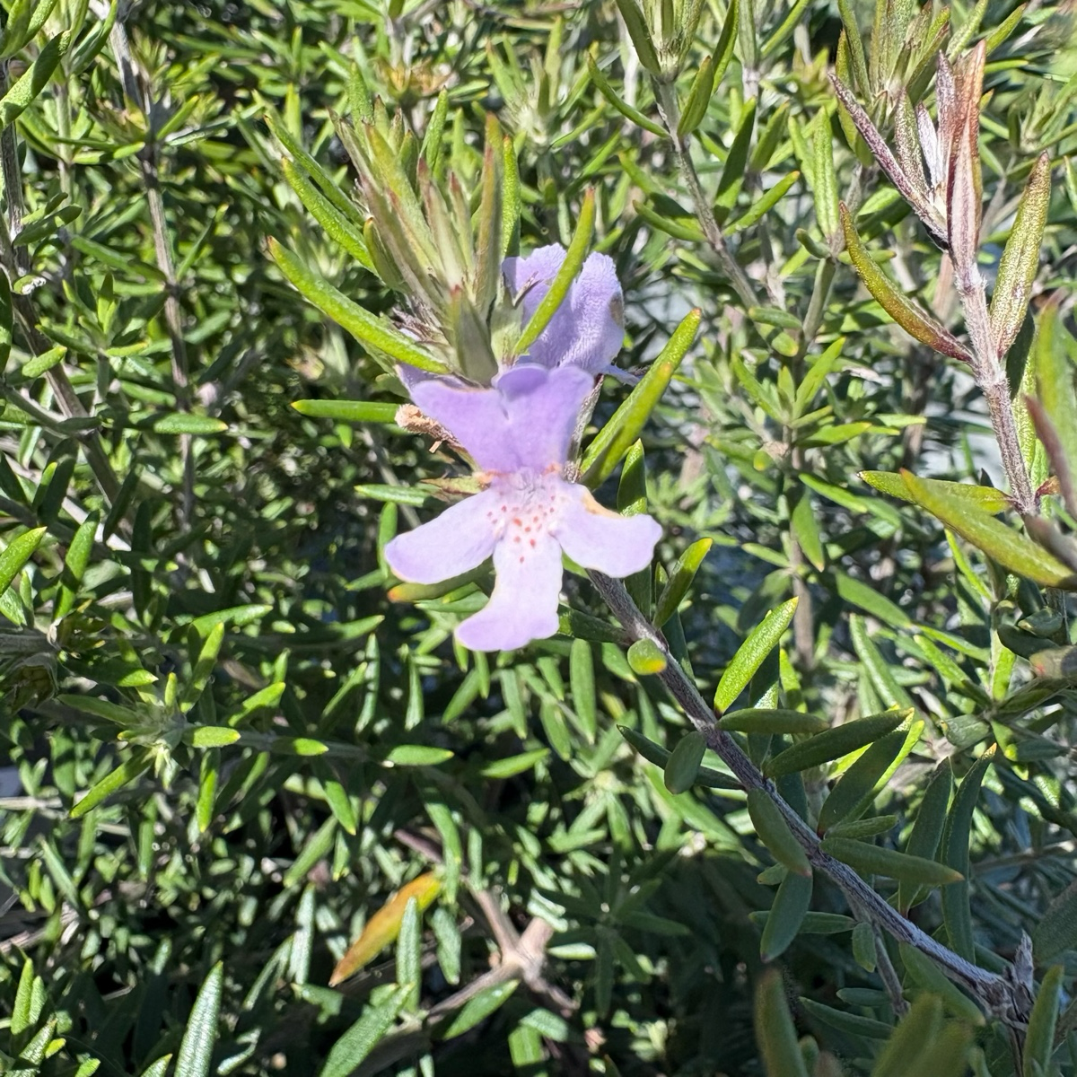 宝石海岸迷迭香 Wynyabbie Gem Coast Rosemary