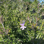 宝石海岸迷迭香 Wynyabbie Gem Coast Rosemary