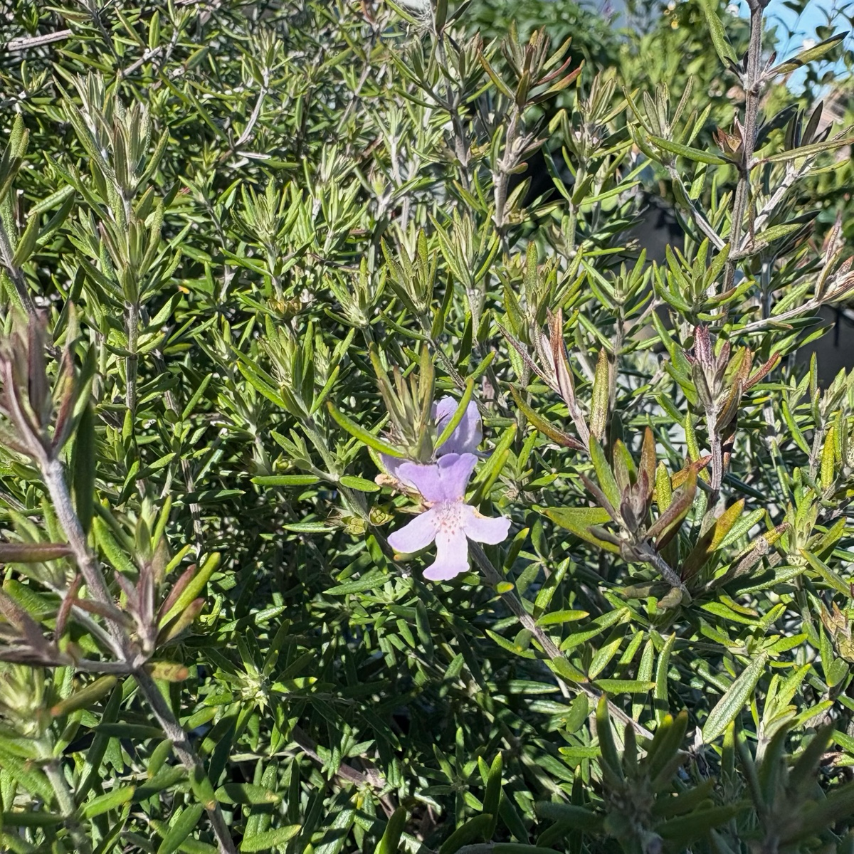 宝石海岸迷迭香 Wynyabbie Gem Coast Rosemary