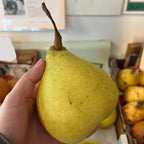 亚洲梨树-鸭梨 Ya Li Pear Tree
