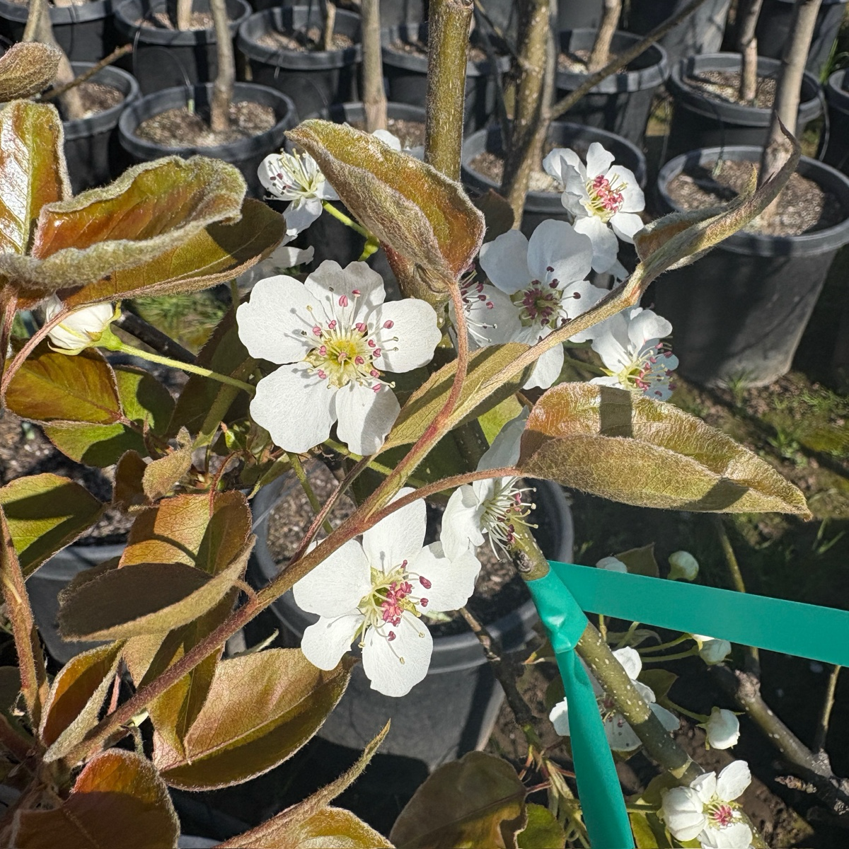 亚洲梨树-鸭梨 Ya Li Pear Tree