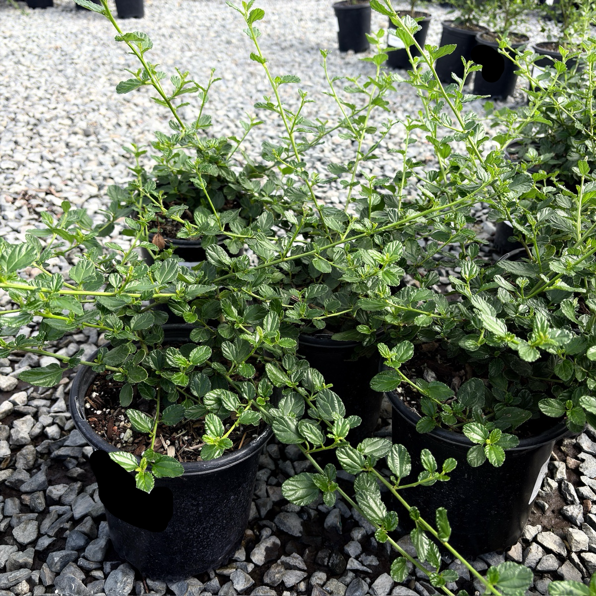匍匐美洲茶 Yankee Point California Lilac