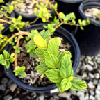 匍匐美洲茶 Yankee Point California Lilac